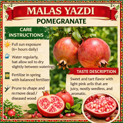 Malas Yazdi Pomegranate Grafted Fruit Plant – High Yielding Sweet Juicy Anar Tree Variety