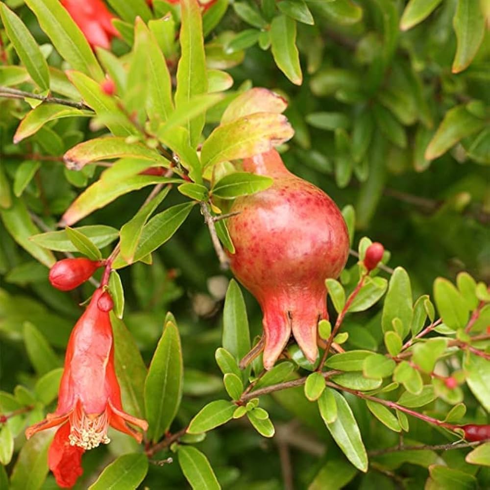 Saveh Pomegranate Grafted Fruit Plant – High Yielding Sweet Juicy Anar Tree Variety