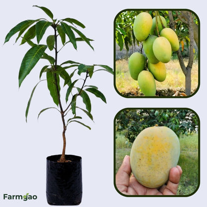 Malda Mango Aam Grafted Healthy Fruit Plant