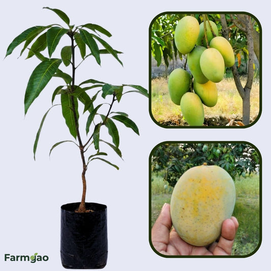 Malda Mango Aam Grafted Healthy Fruit Plant