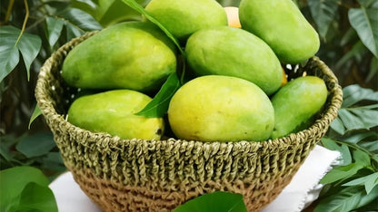 Malda Mango Aam Grafted Healthy Fruit Plant