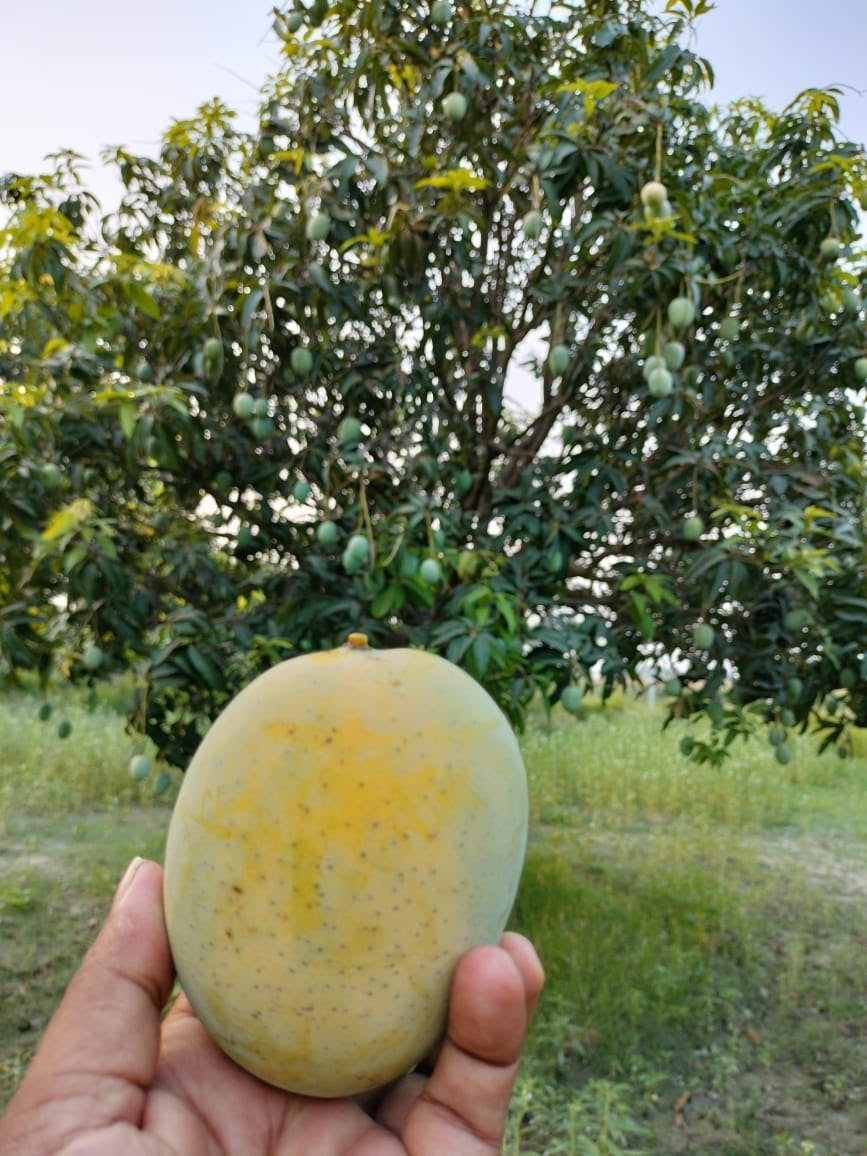Malda Mango Aam Grafted Healthy Fruit Plant