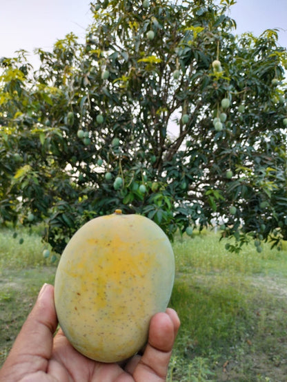 Malda Mango Aam Grafted Healthy Fruit Plant