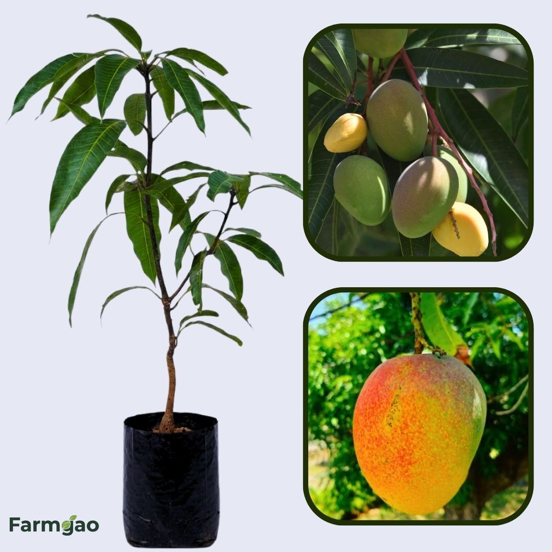 Malgova Mango Aam Grafted Healthy Fruit Plant