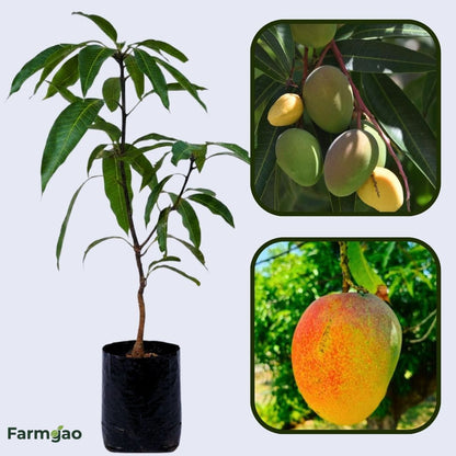 Malgova Mango Aam Grafted Healthy Fruit Plant