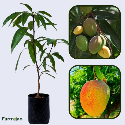 Malgova Mango Aam Grafted Healthy Fruit Plant
