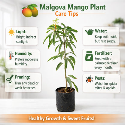 Malgova Mango Aam Grafted Healthy Fruit Plant