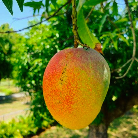Malgova Mango Aam Grafted Healthy Fruit Plant