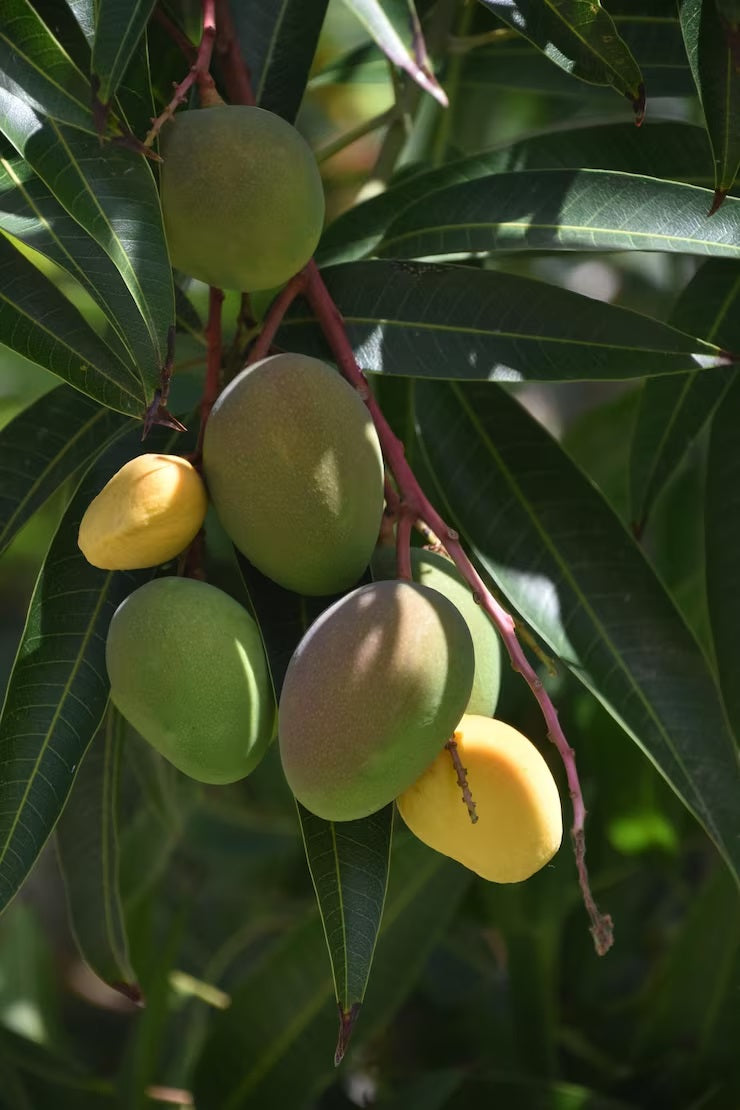 Malgova Mango Aam Grafted Healthy Fruit Plant