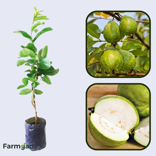Mali White Guava Air Layered Healthy Fruit Plant