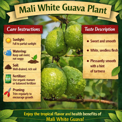 Mali White Guava Air Layered Healthy Fruit Plant