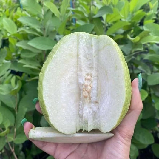 Mali White Guava Air Layered Healthy Fruit Plant