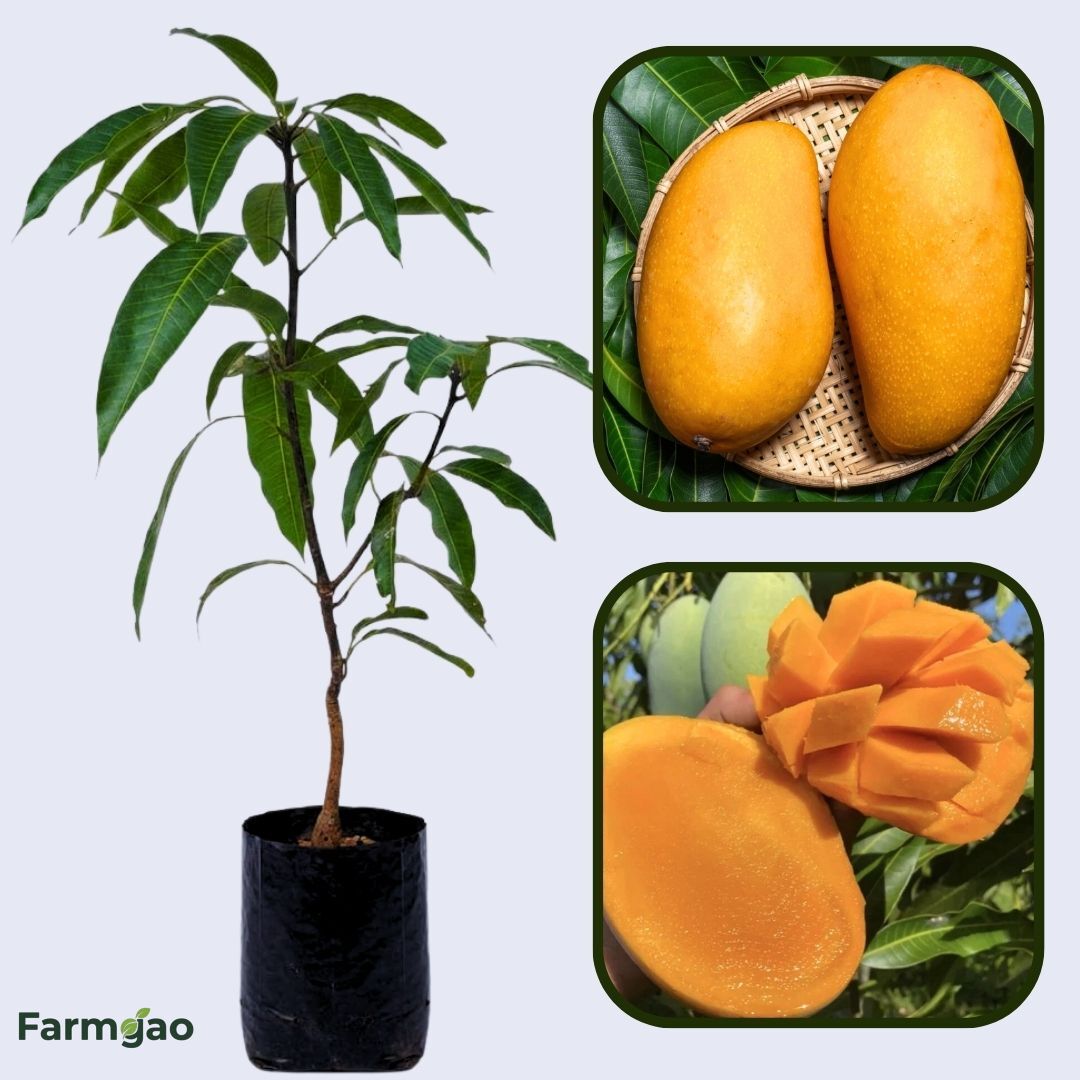 Mallika Mango Aam Grafted Healthy Fruit Plant