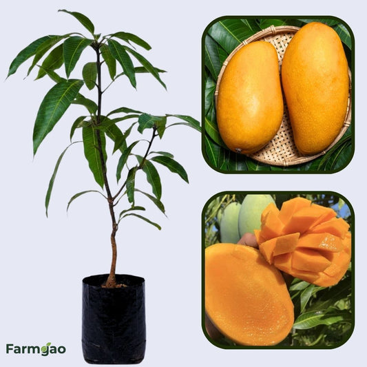 Mallika Mango Aam Grafted Healthy Fruit Plant