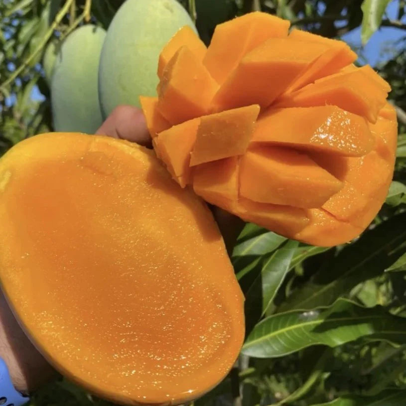 Mallika Mango Aam Grafted Healthy Fruit Plant