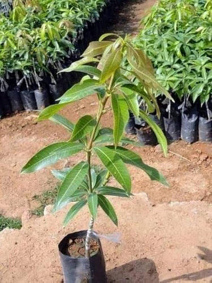 Mallika Mango Aam Grafted Healthy Fruit Plant