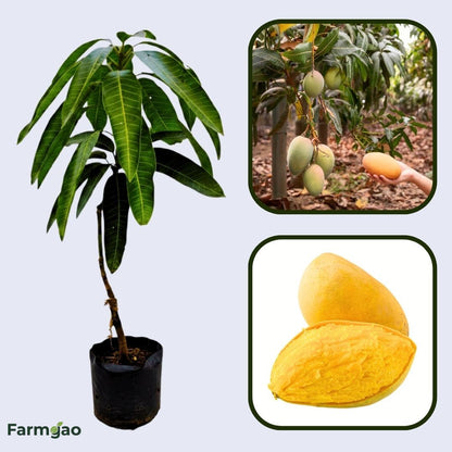 Manila Mango Aam Grafted Healthy Fruit Plant