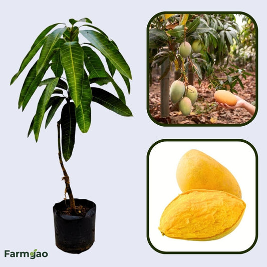Manila Mango Aam Grafted Healthy Fruit Plant