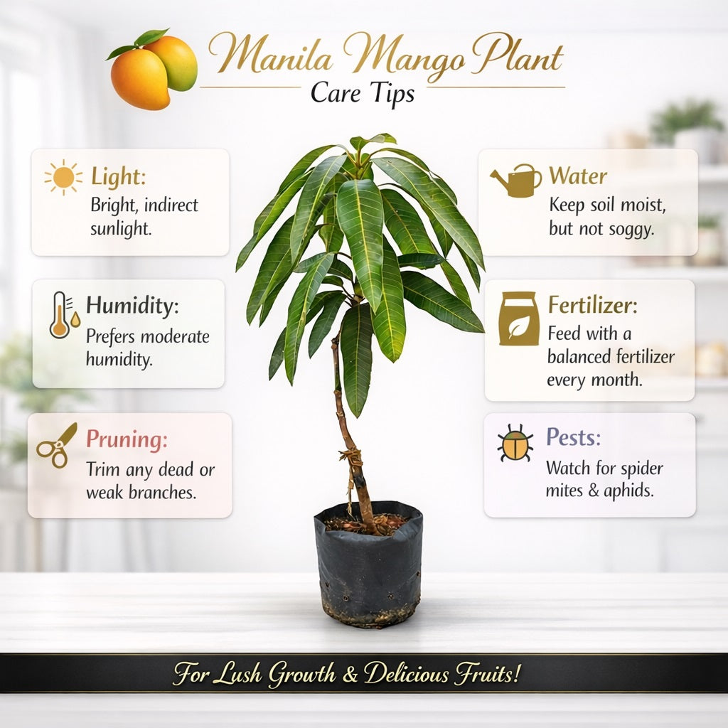 Manila Mango Aam Grafted Healthy Fruit Plant