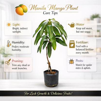 Manila Mango Aam Grafted Healthy Fruit Plant