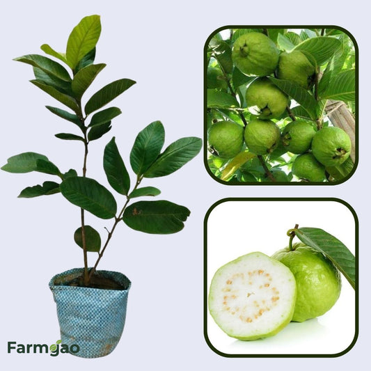 Manila White Guava Air Layered Healthy Fruit Plant