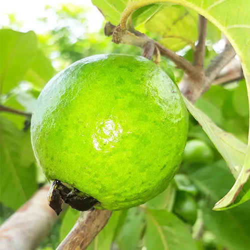 Manila White Guava Air Layered Healthy Fruit Plant