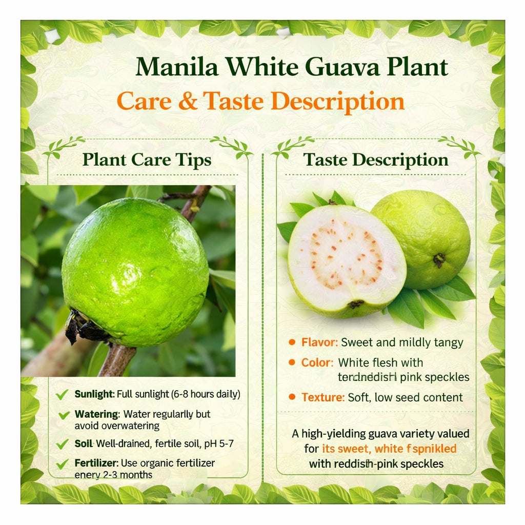Manila White Guava Air Layered Healthy Fruit Plant