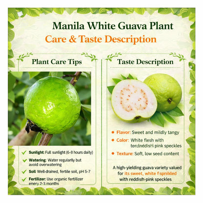 Manila White Guava Air Layered Healthy Fruit Plant