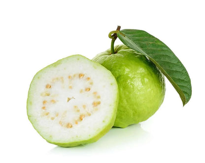 Manila White Guava Air Layered Healthy Fruit Plant