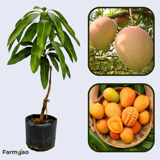 Mankur Mango Aam Grafted Healthy Fruit Plant