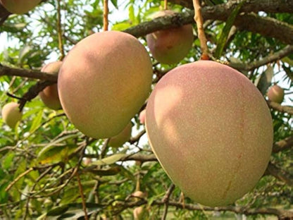 Mankur Mango Aam Grafted Healthy Fruit Plant