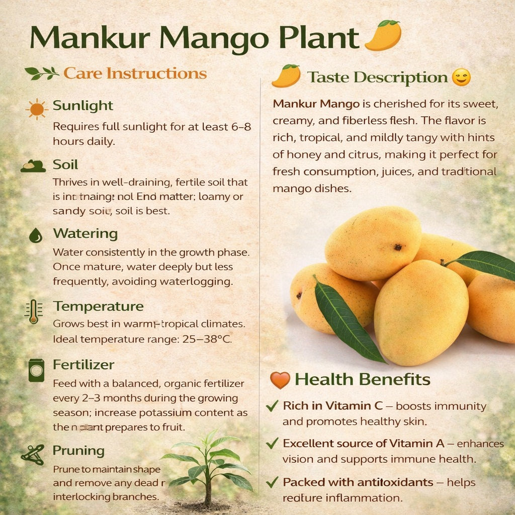 Mankur Mango Aam Grafted Healthy Fruit Plant