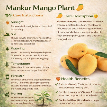 Mankur Mango Aam Grafted Healthy Fruit Plant