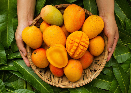 Mankur Mango Aam Grafted Healthy Fruit Plant