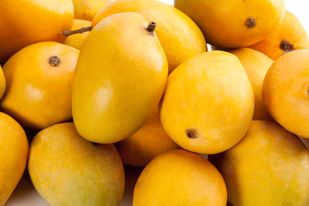 Mankur Mango Aam Grafted Healthy Fruit Plant