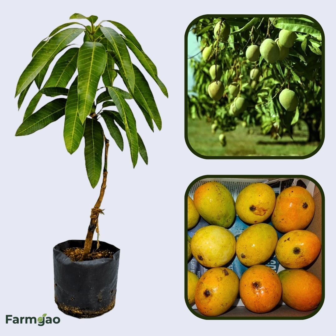 Mankurad Mango Aam Grafted Healthy Fruit Plant