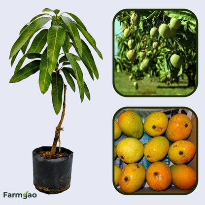 Mankurad Mango Aam Grafted Healthy Fruit Plant