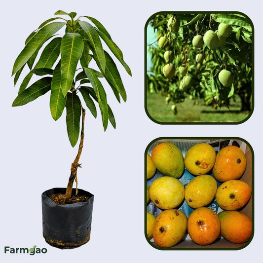 Mankurad Mango Aam Grafted Healthy Fruit Plant