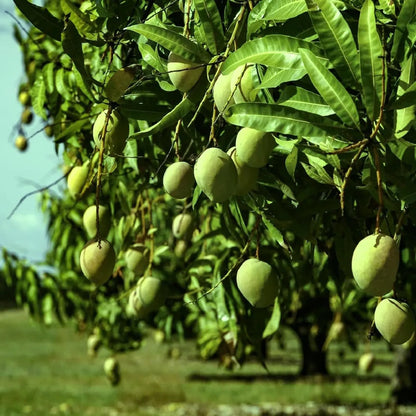Mankurad Mango Aam Grafted Healthy Fruit Plant