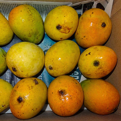 Mankurad Mango Aam Grafted Healthy Fruit Plant
