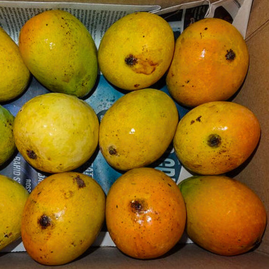 Mankurad Mango Aam Grafted Healthy Fruit Plant