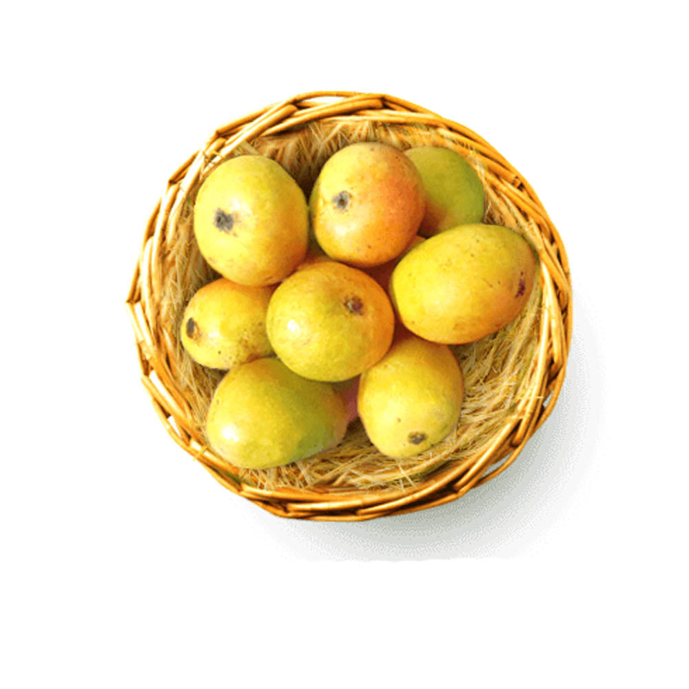 Mankurad Mango Aam Grafted Healthy Fruit Plant