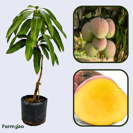 Manzanillo Mango Aam Grafted Healthy Fruit Plant