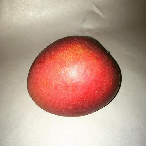 Manzanillo Mango Aam Grafted Healthy Fruit Plant