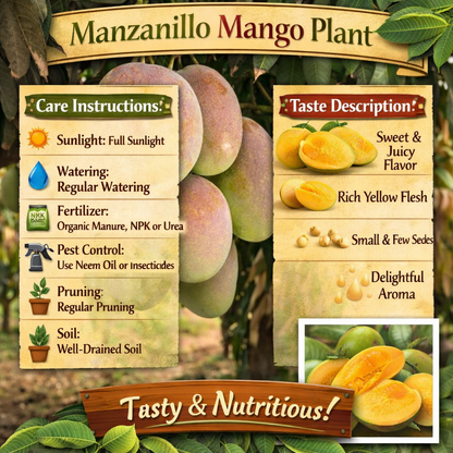 Manzanillo Mango Aam Grafted Healthy Fruit Plant