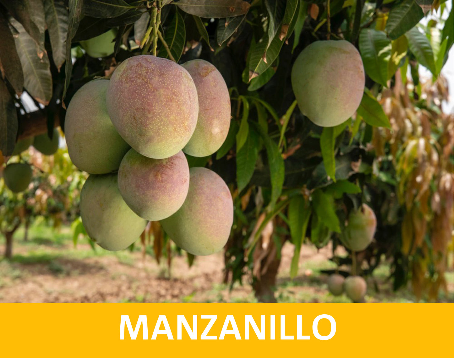 Manzanillo Mango Aam Grafted Healthy Fruit Plant