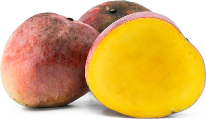 Manzanillo Mango Aam Grafted Healthy Fruit Plant