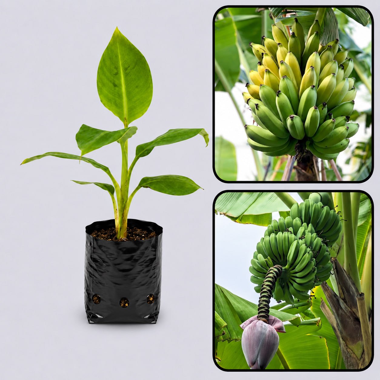 Manzano (Apple Banana) Healthy Sweet Tissue Cultured Fruit Plant