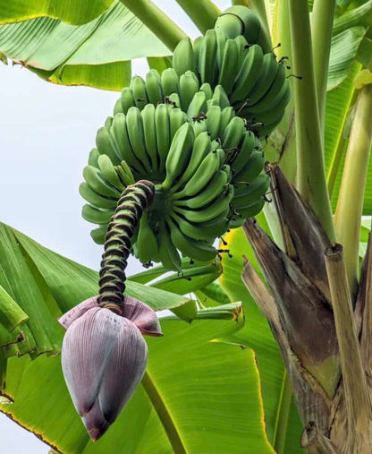 Manzano (Apple Banana) Healthy Sweet Tissue Cultured Fruit Plant