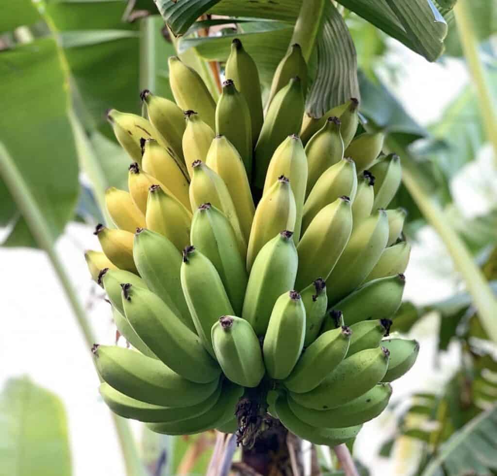 Manzano (Apple Banana) Healthy Sweet Tissue Cultured Fruit Plant